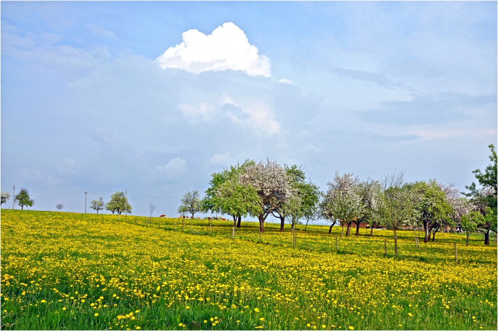 Frühling im Deggenhäuser Tal (Claire Sick)