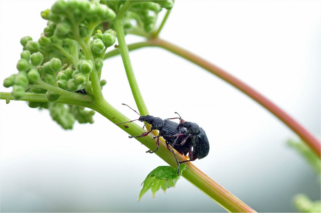 Huckepack (Claire Sick)