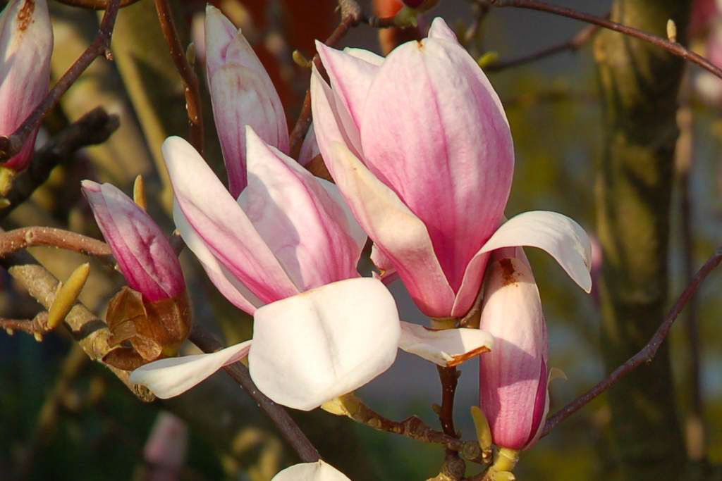 Magnolien