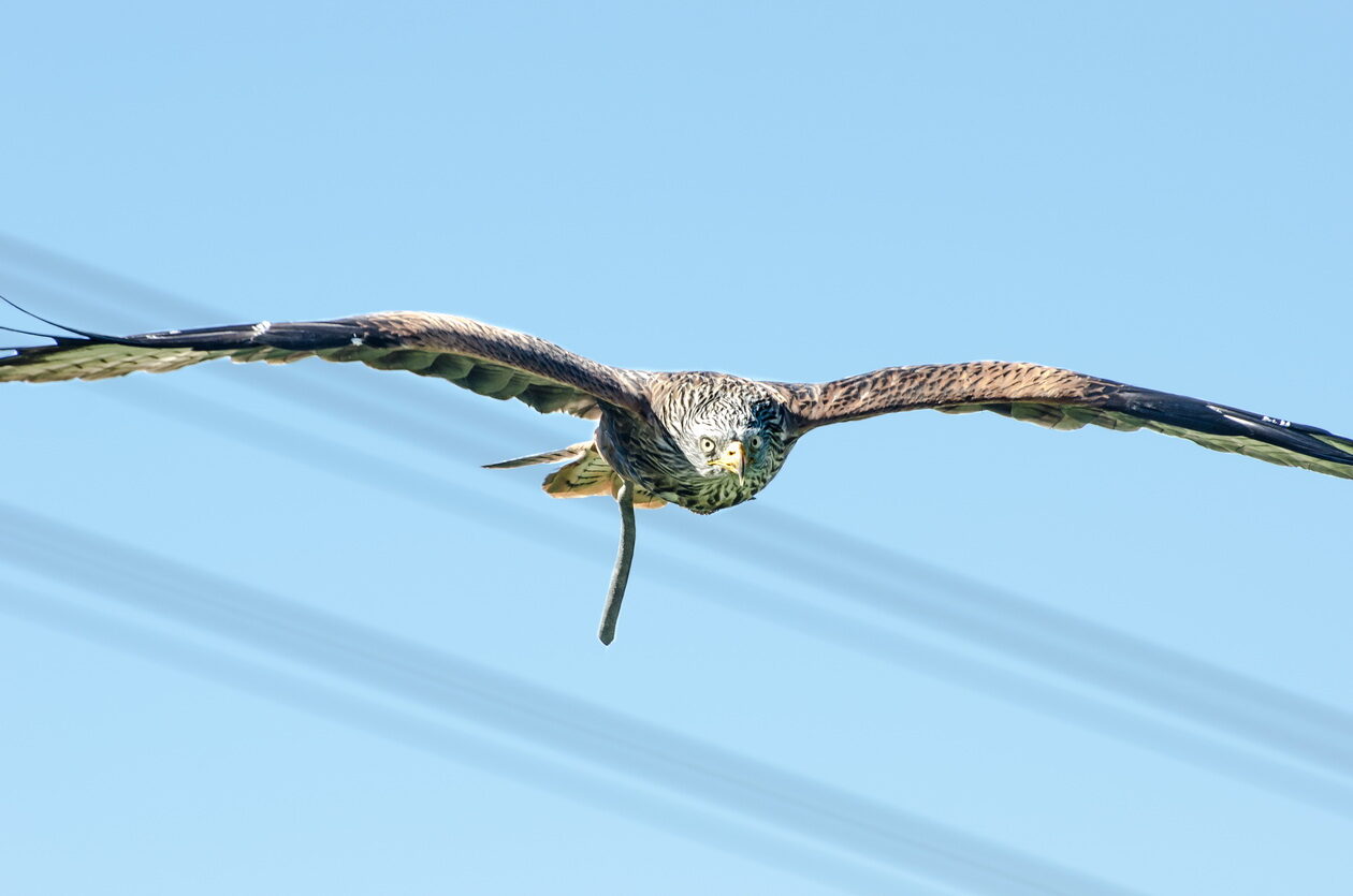 Falke