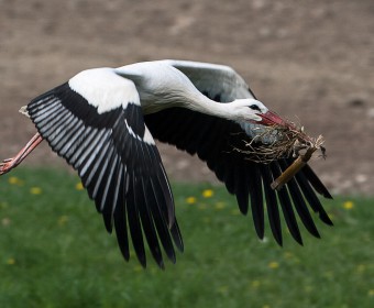 Storch im Flug (Foto: Stefan Bark)