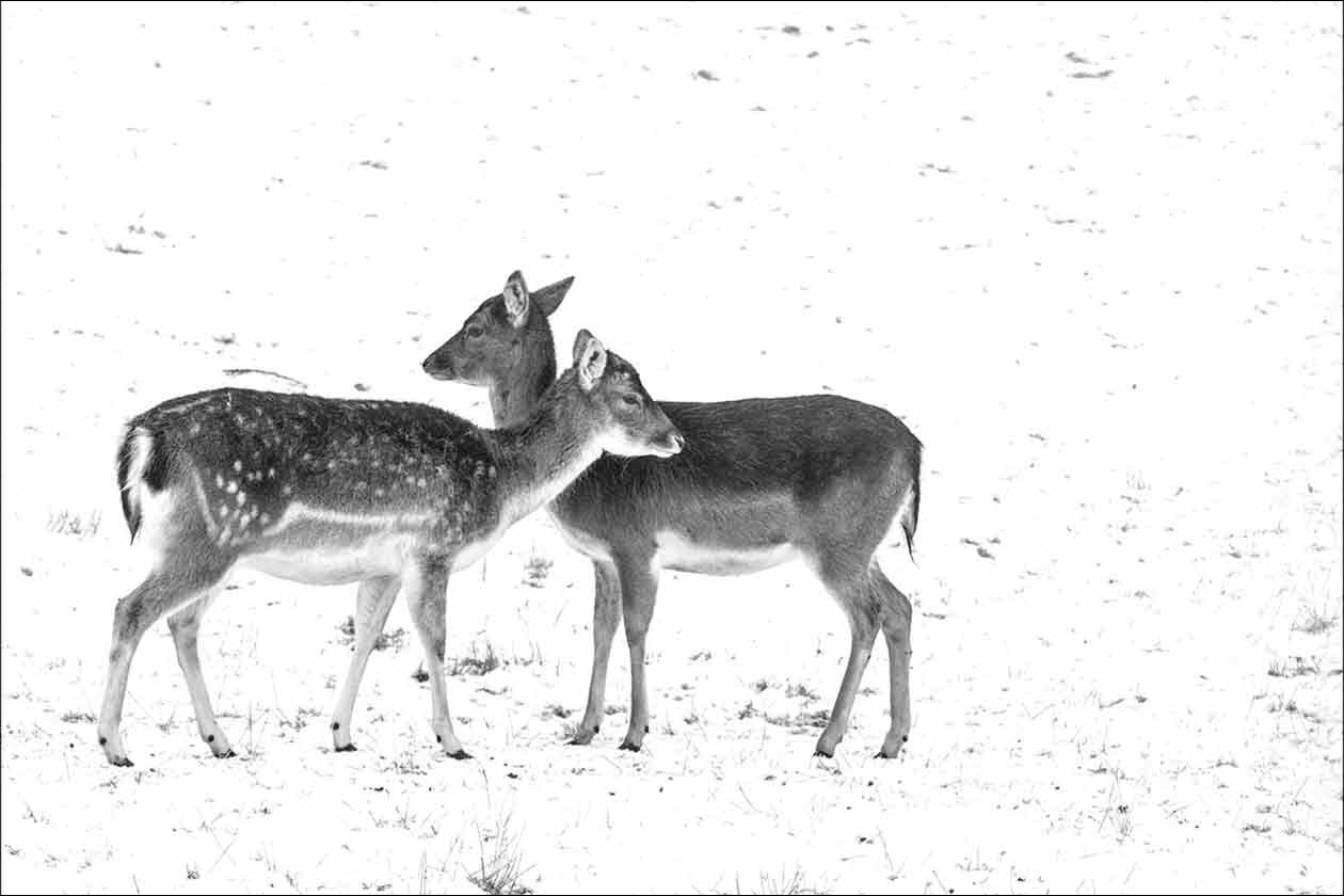 Du und ich - Ich und Du
