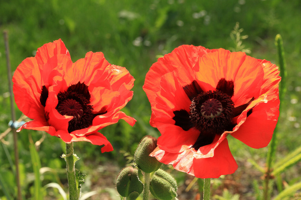 Mohnblumen