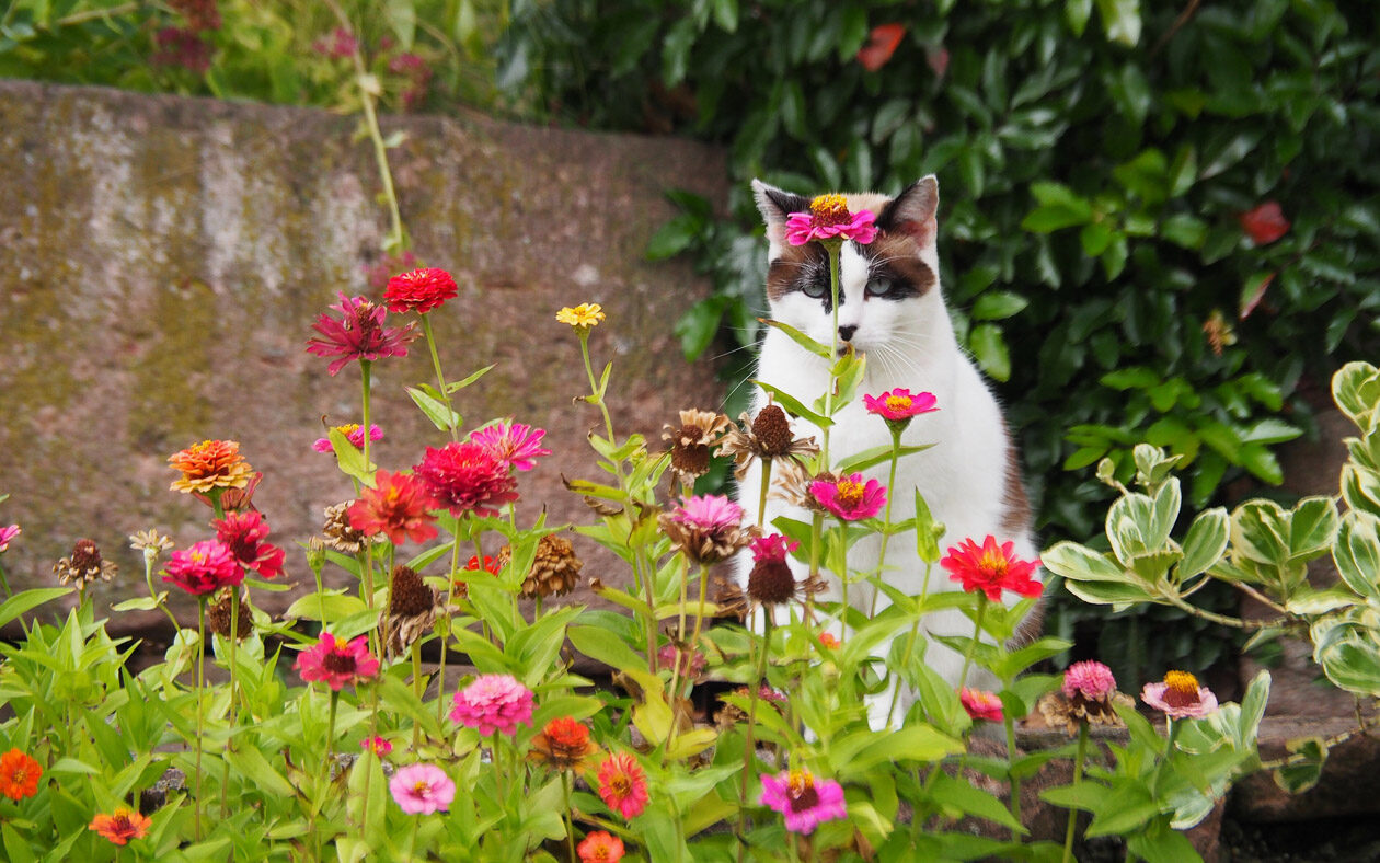 Garten im Turckheim