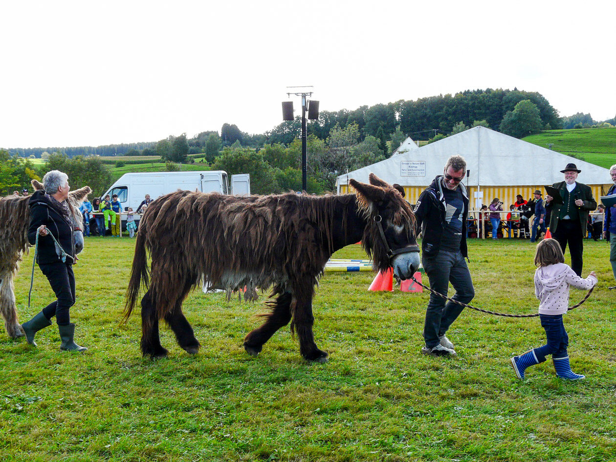 Eseltreffen im Allgäu