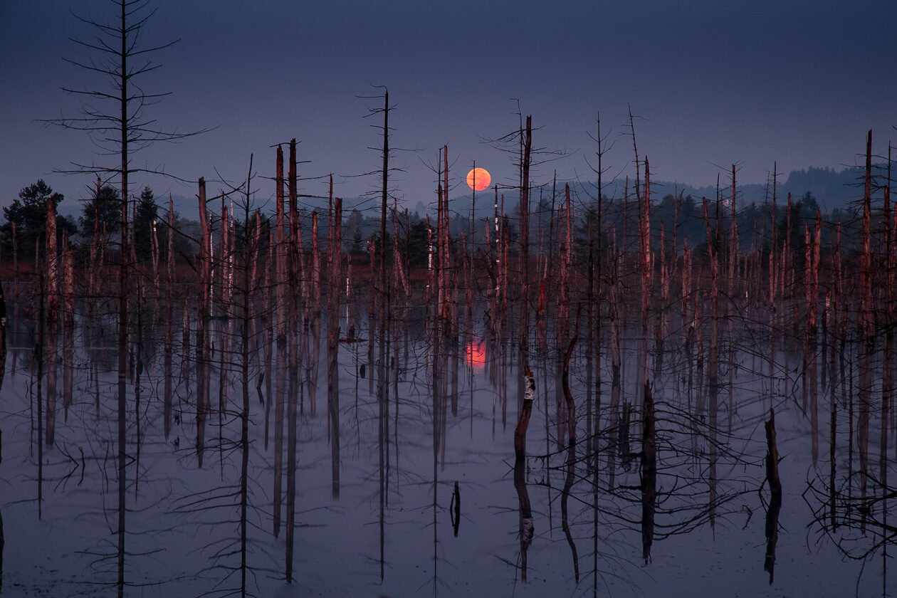Vollmond im Wurzacher Ried