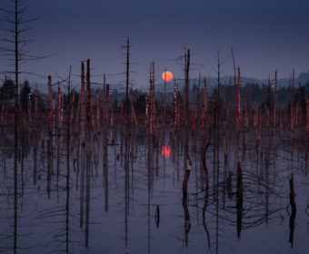 Vollmond im Wurzacher Ried