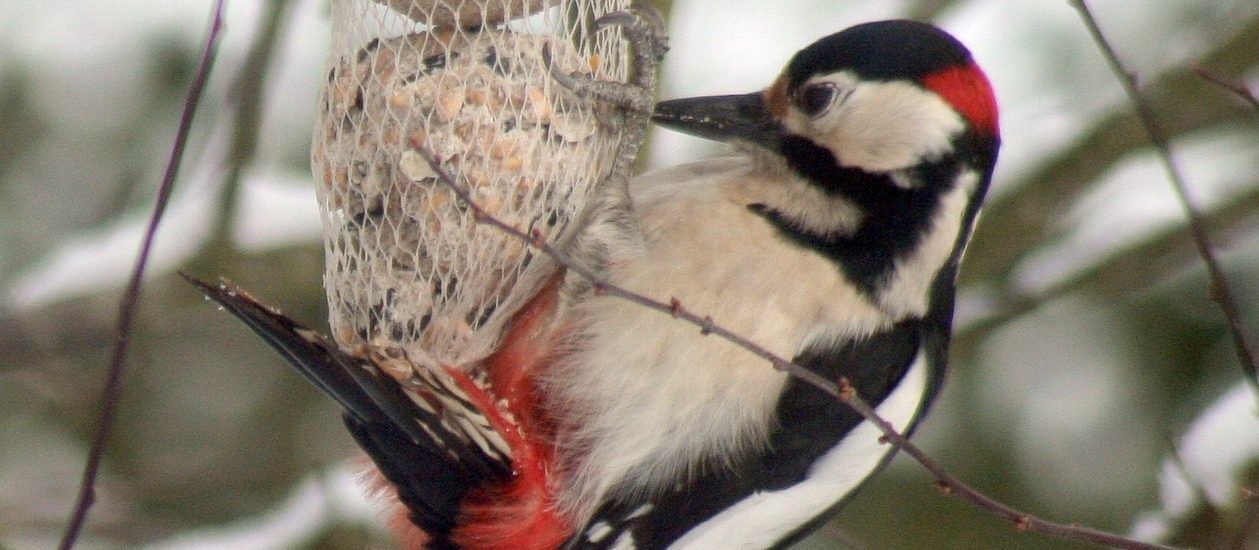 Unser Buntspecht