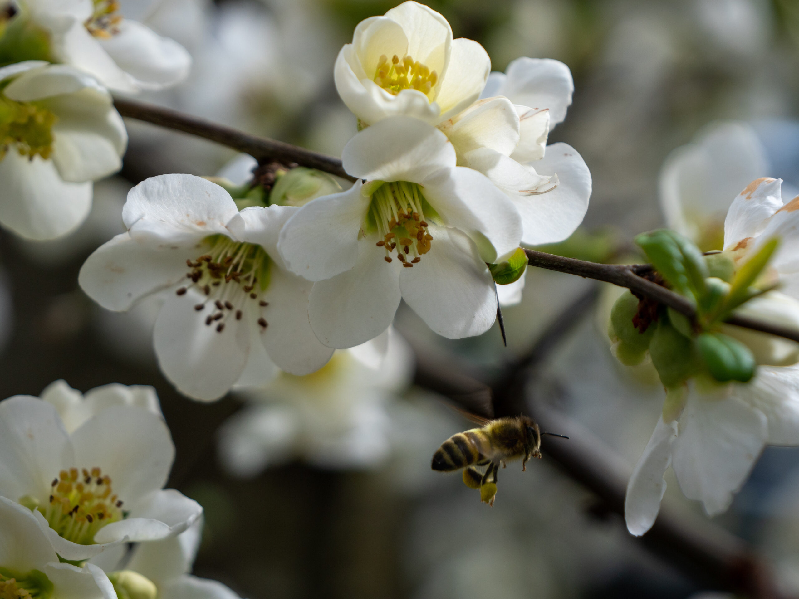 Biene sammelt den ersten Pollen - Magnus Küper