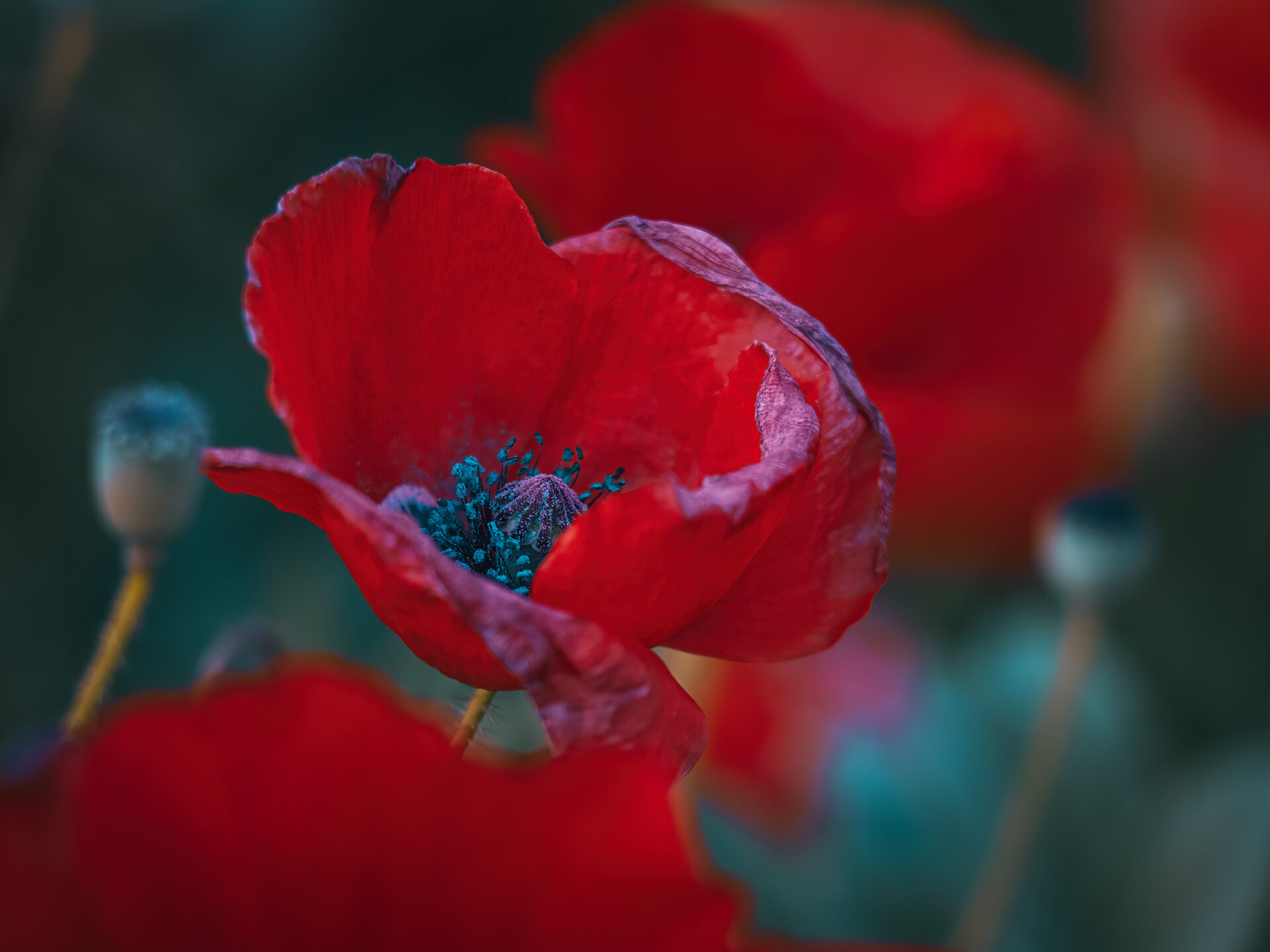 Vielfältiger Roter Mohn