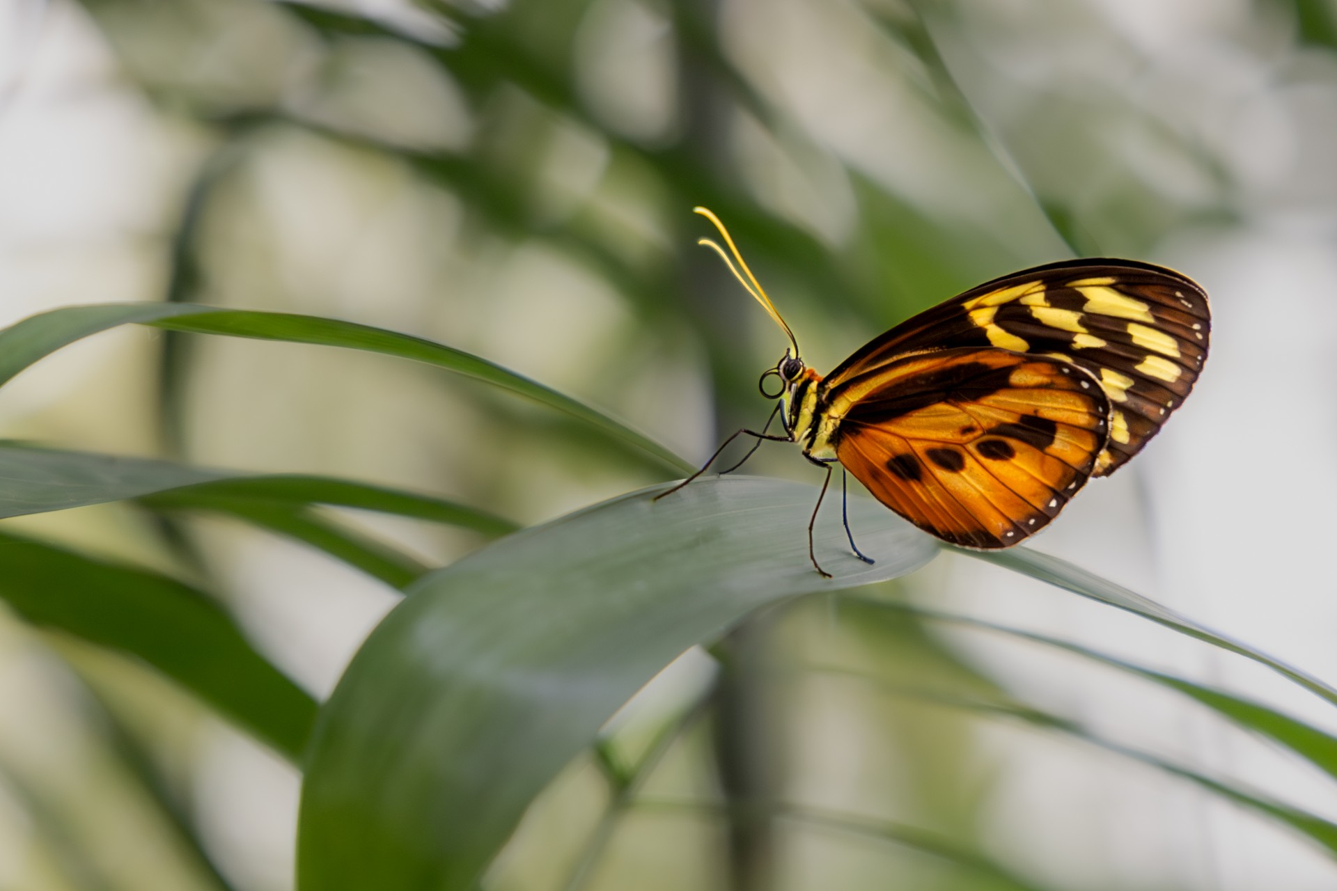 Tithorea harmonia - Tropischer Schmetterling | Anne Meissner-Müller