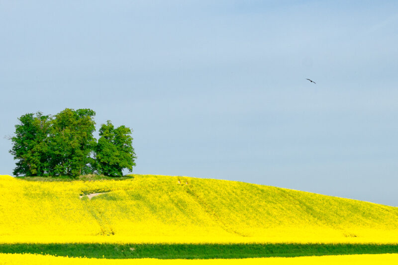 Blau, grün, gelb, Vogel