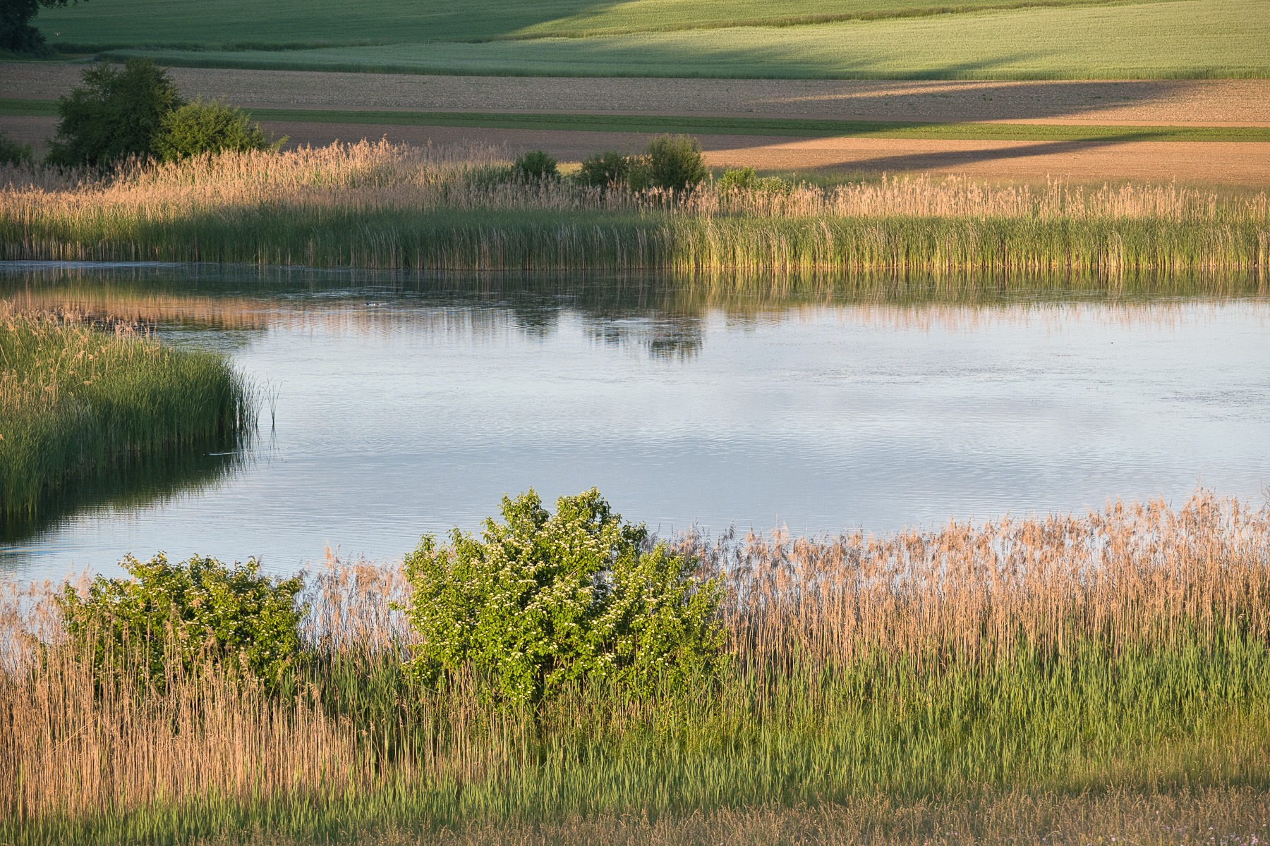 Neu_DSC_0031 (1) Neu_DSC_0031 (1)