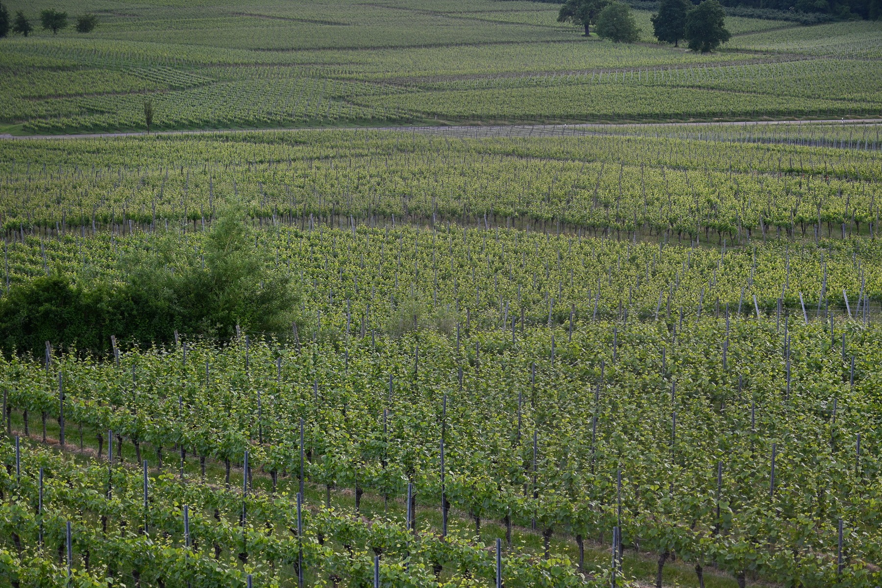 Neu_DSC_0062 Neu_DSC_0062