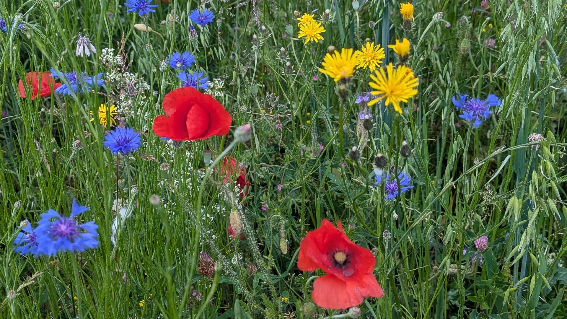 Neu_PXL_20250524_103858853 Neu_PXL_20250524_103858853