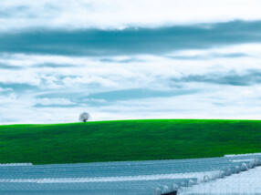 Wir warten auf die Erdbeeren, die Winterfrucht treibt, der Ahorn ist noch kahl, drei Rehe im Feld …