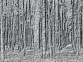 Fokusstack aus 8 Aufnahmen