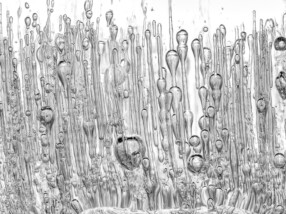 Fokusstack aus 10 Aufnahmen